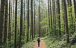 Экотерапия: прогулка в лесу вместо откровений на кушетке