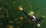 Миллион медуз в одном озере