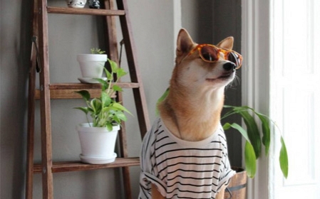 The internet's hottest fashion blogger is a dog, and he's teaching men how to dress
